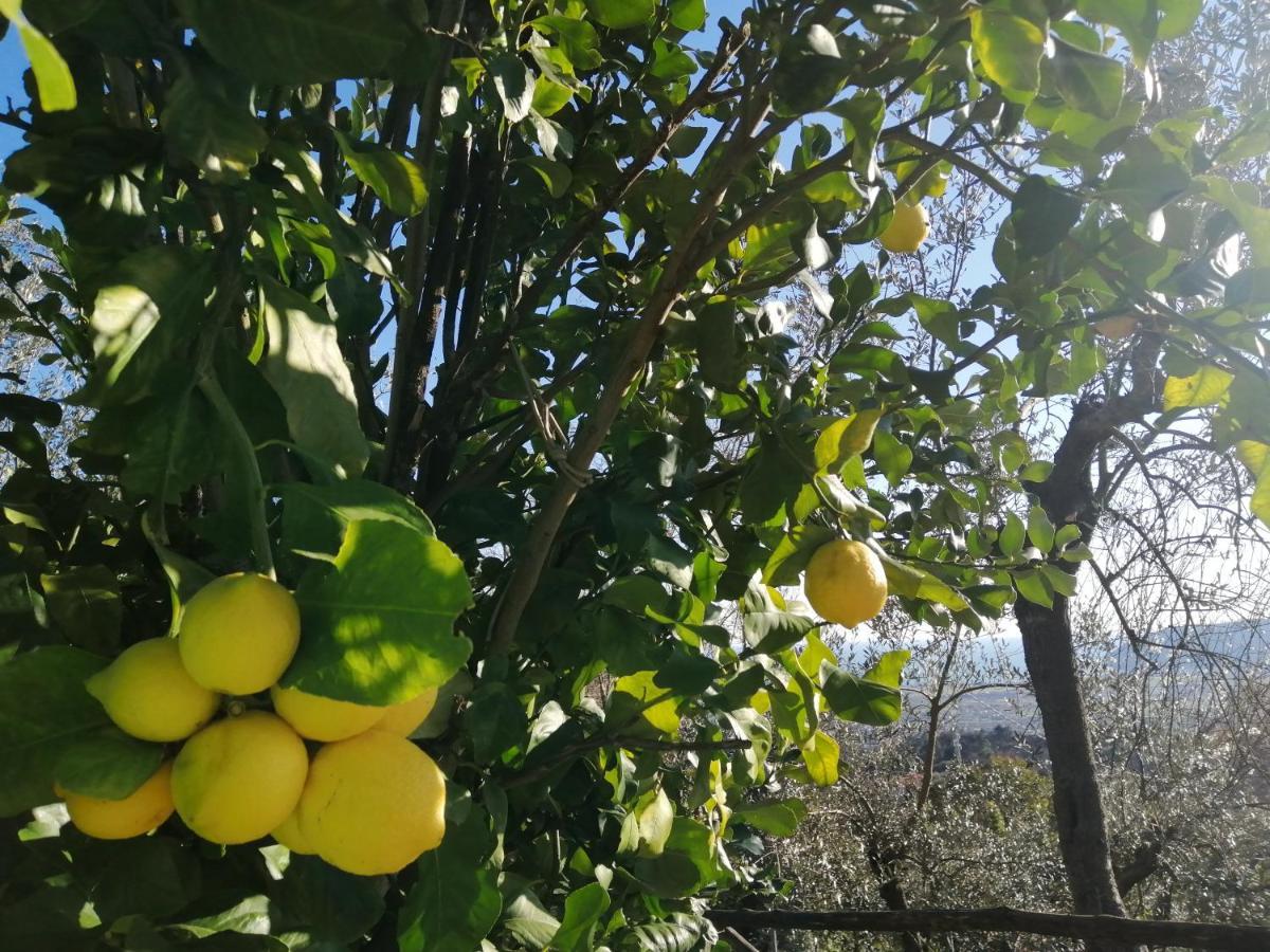 Vila A Casa Di Olivo Castelnuovo Magra Exteriér fotografie