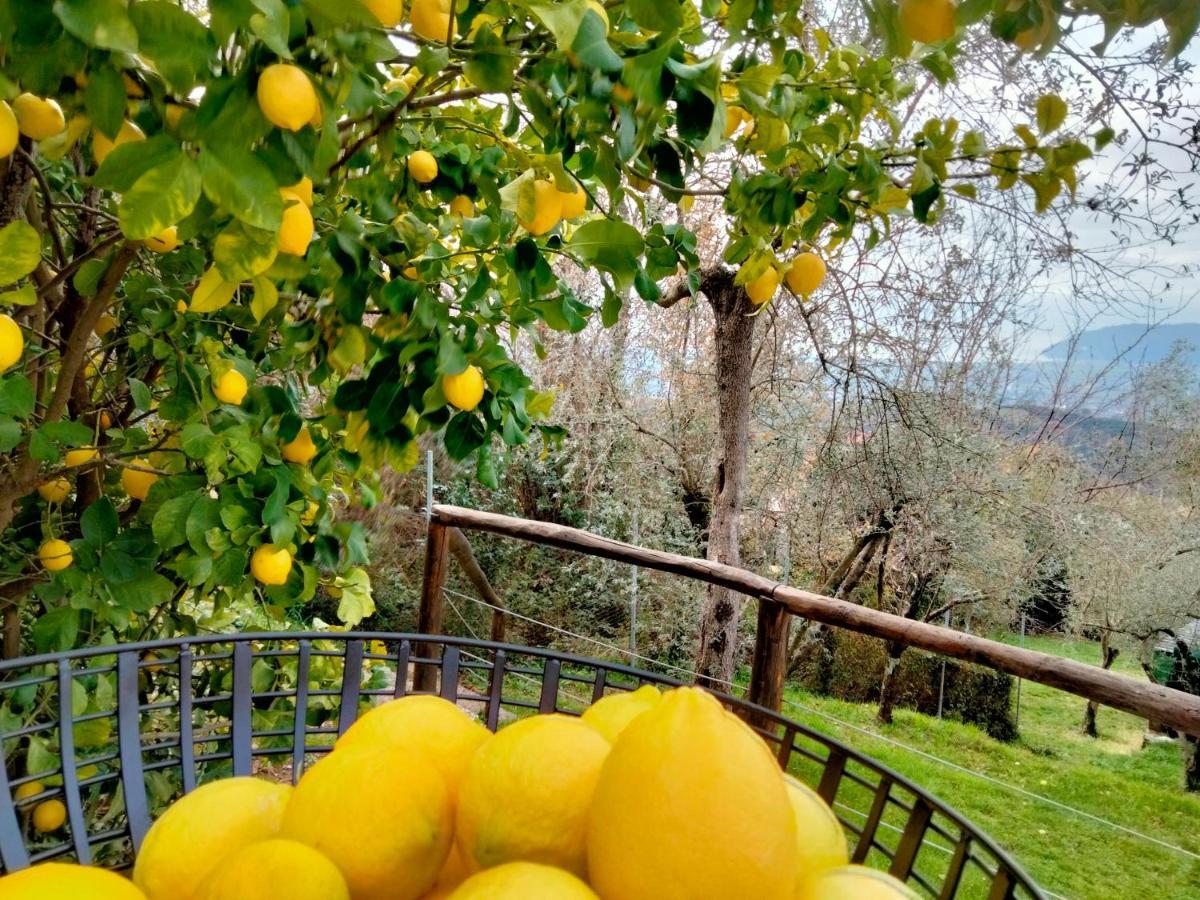 Vila A Casa Di Olivo Castelnuovo Magra Exteriér fotografie