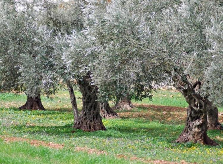 Vila A Casa Di Olivo Castelnuovo Magra Exteriér fotografie